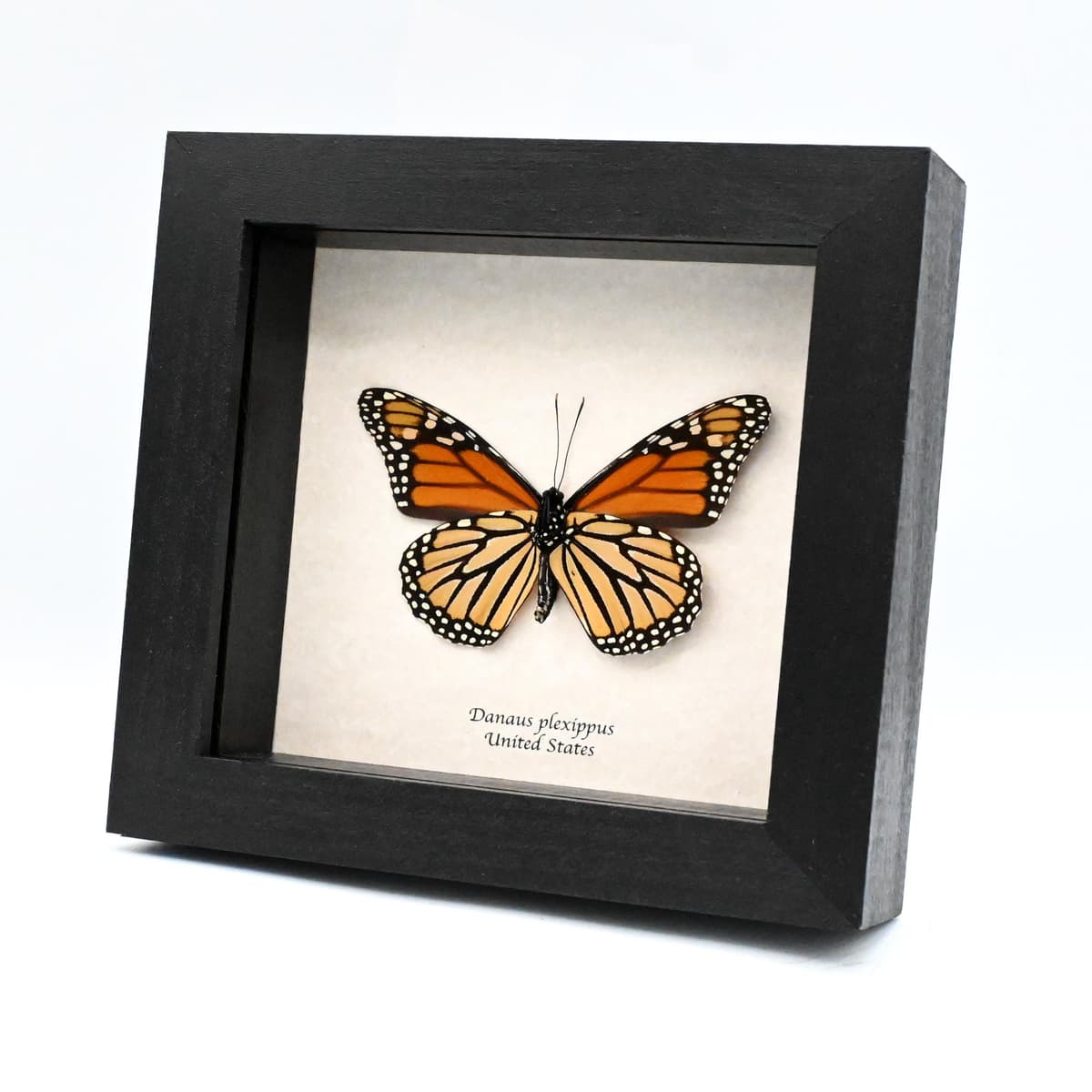 Real XL Monarch framed butterfly taxidermy - Danaus plexippus