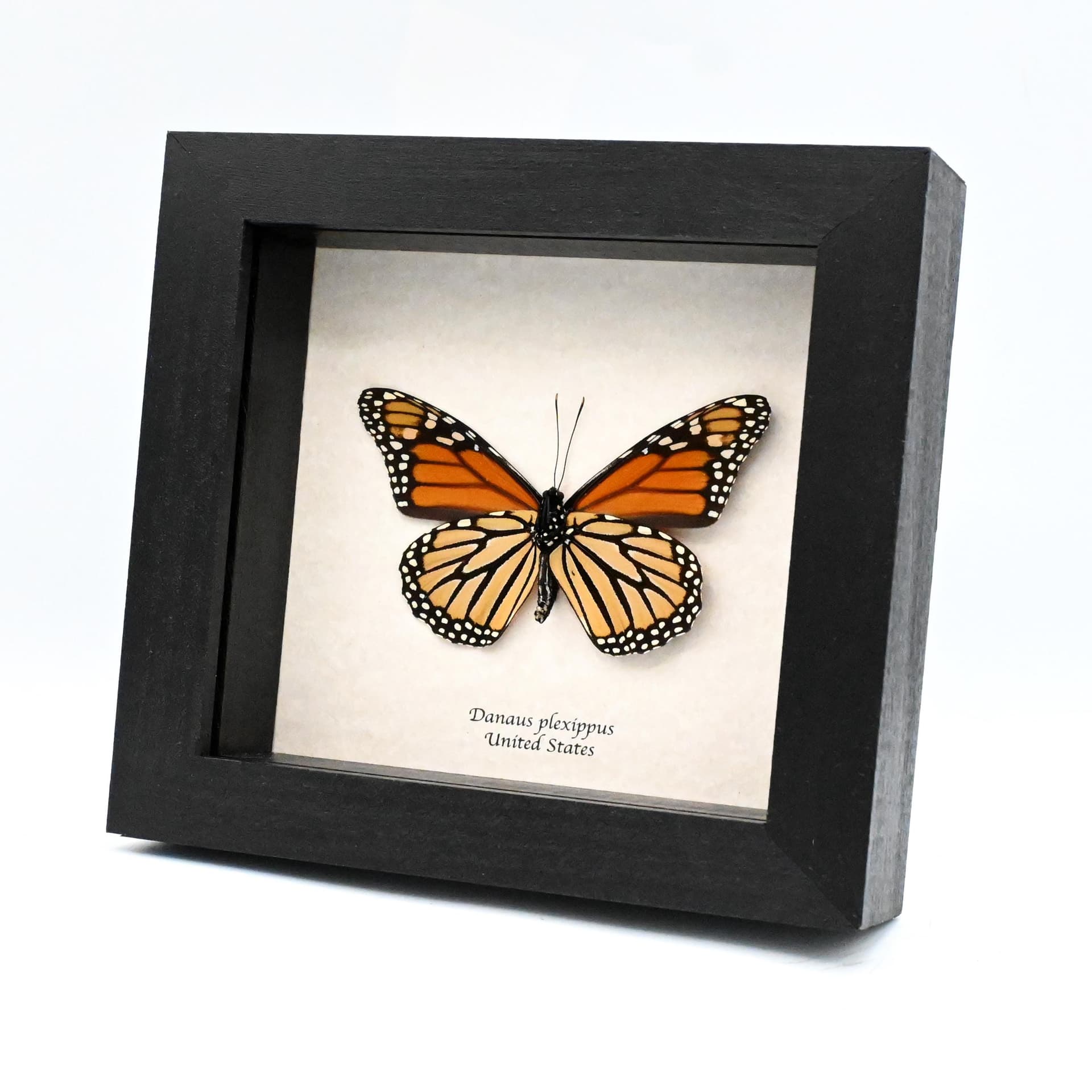 Real XL Monarch framed butterfly taxidermy - Danaus plexippus