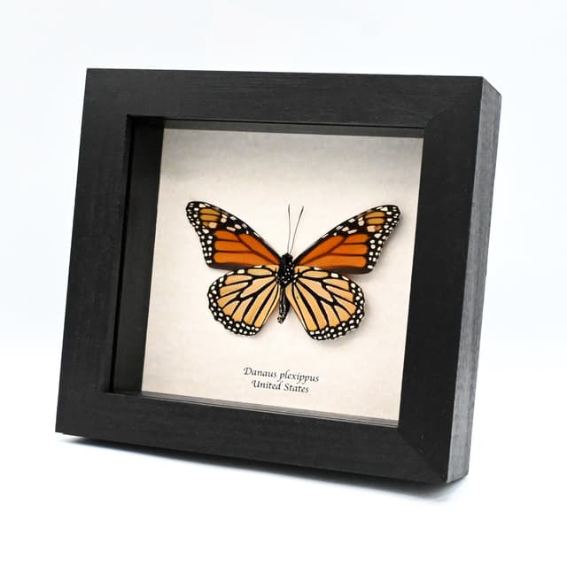 Real XL Monarch framed butterfly taxidermy - Danaus plexippus