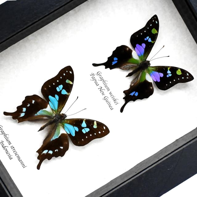 Real purple and blue swallowtails framed taxidermy - Graphium weiskei and Graphium stresemanni