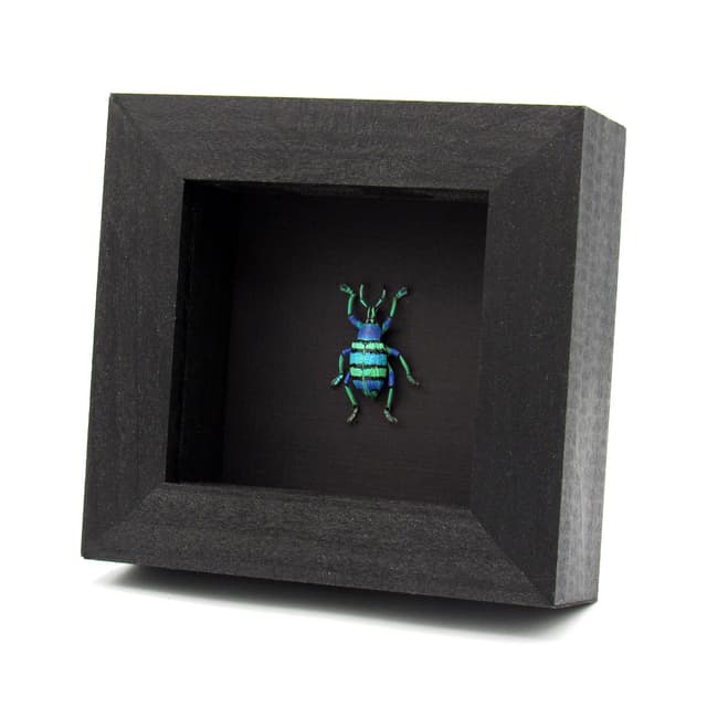 Real glitter Weevil framed taxidermy - Eupholus schoenherrii petiti - very special color form