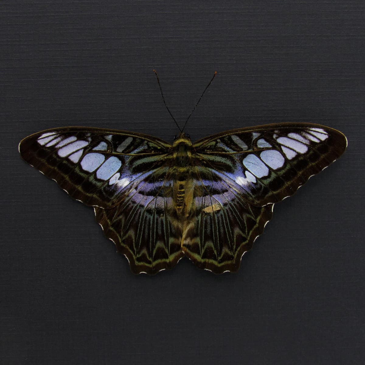 Real purple butterfly framed taxidermy - Parthenos lilacinus - Victorian mount