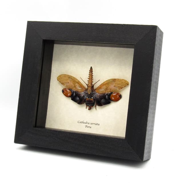 Real bizarre Saw Nosed Planthopper framed taxidermy - Cathedra serrata