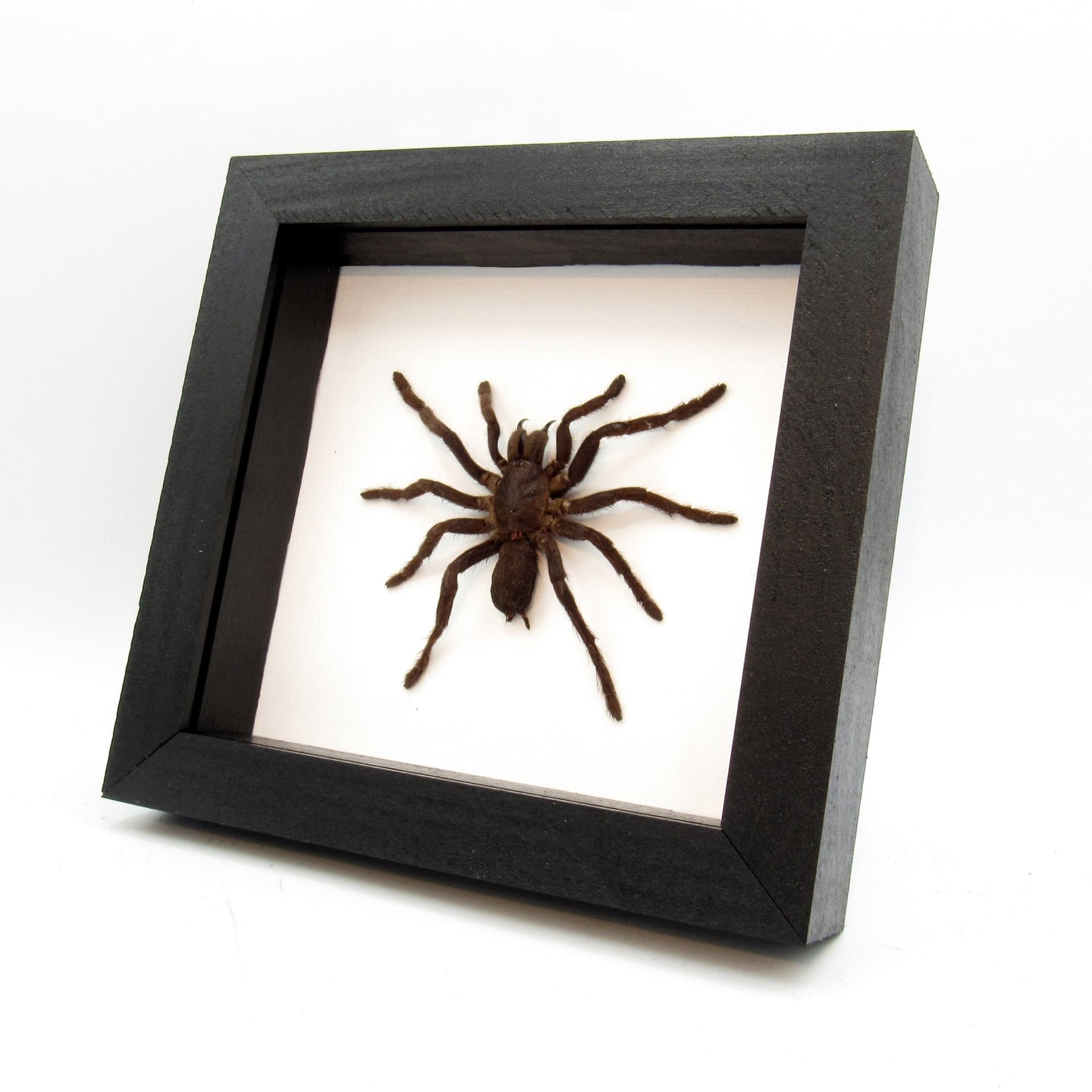 Real Java Yellow Kneed Tarantula spider framed taxidermy - Selenocosmia javanensis dolichoplectra