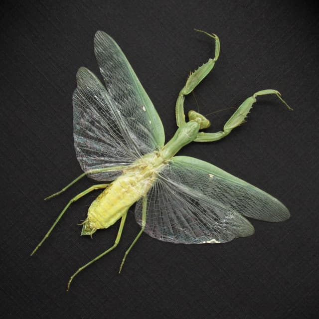 Real large Praying Mantis framed taxidermy - Hierodula patellifera