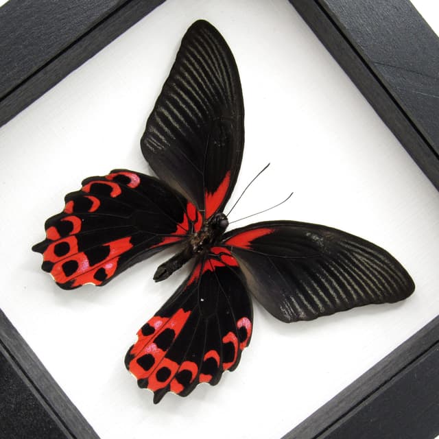 Real red Swallowtail butterfly framed taxidermy - Papilio rumanzovia