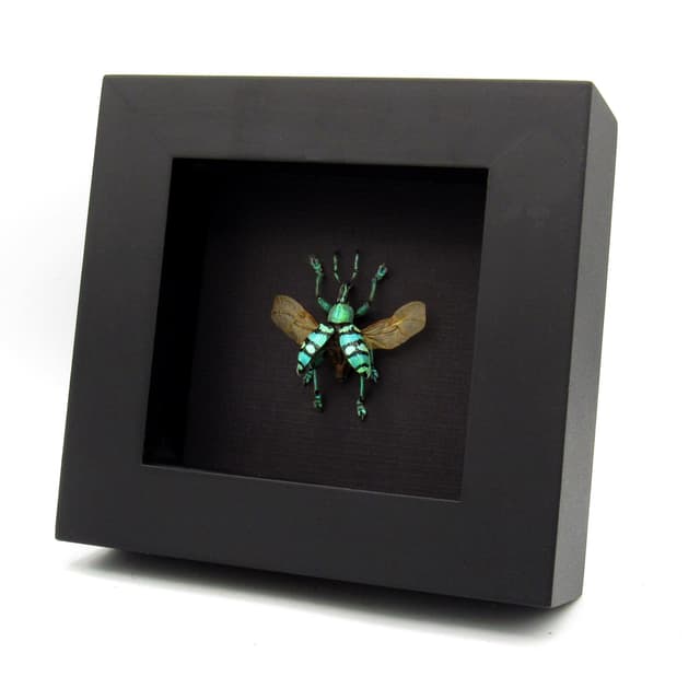 Real glitter Weevil framed taxidermy - Eupholus porioni - wings open