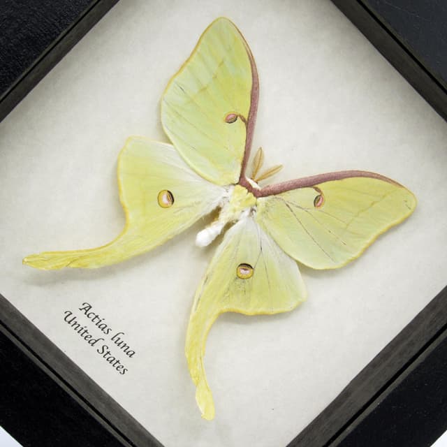 Real large Luna Moon moth framed taxidermy - Actias luna