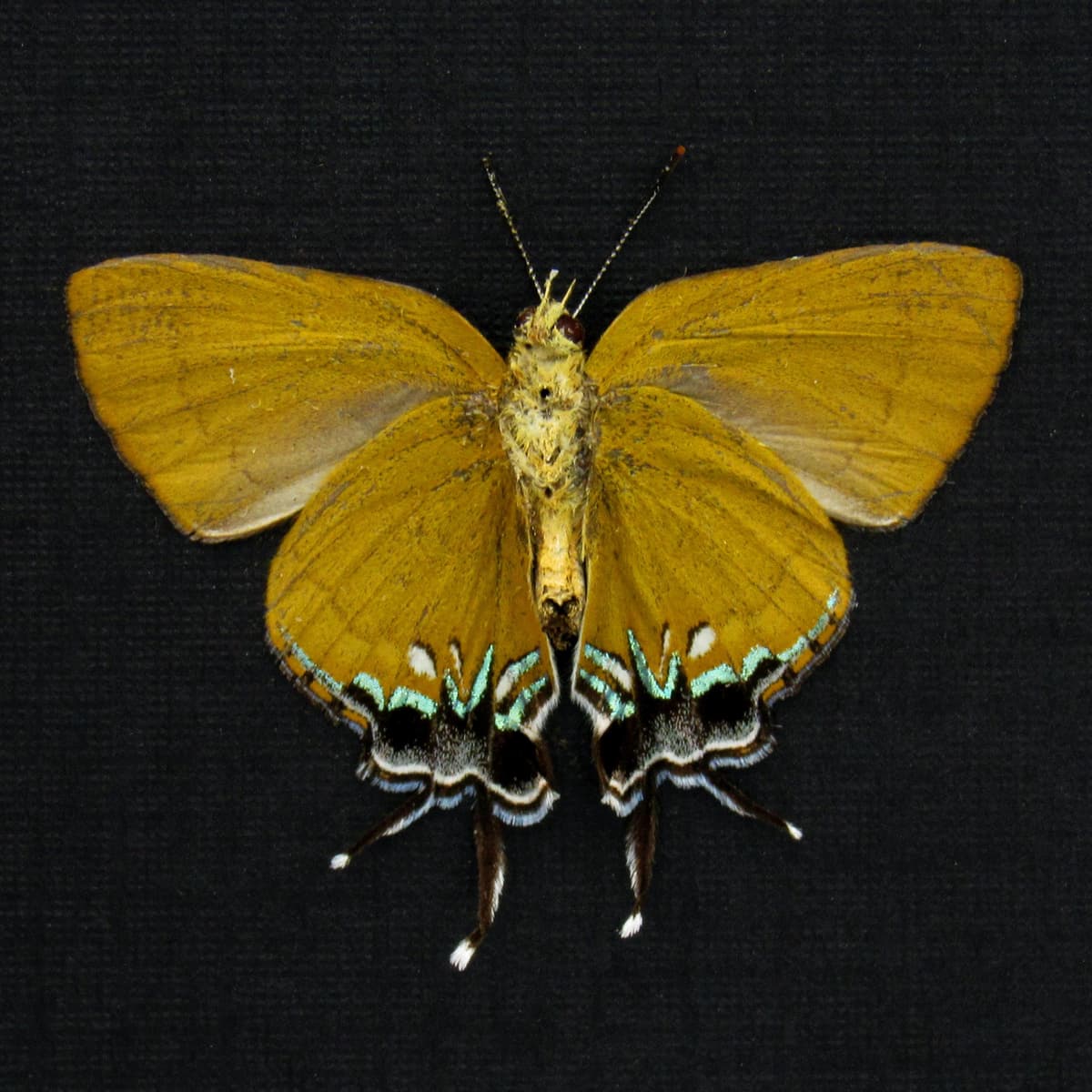 Real Chocolate Royal Hairstreak butterfly framed taxidermy - Remelana jangala - Victorian mount