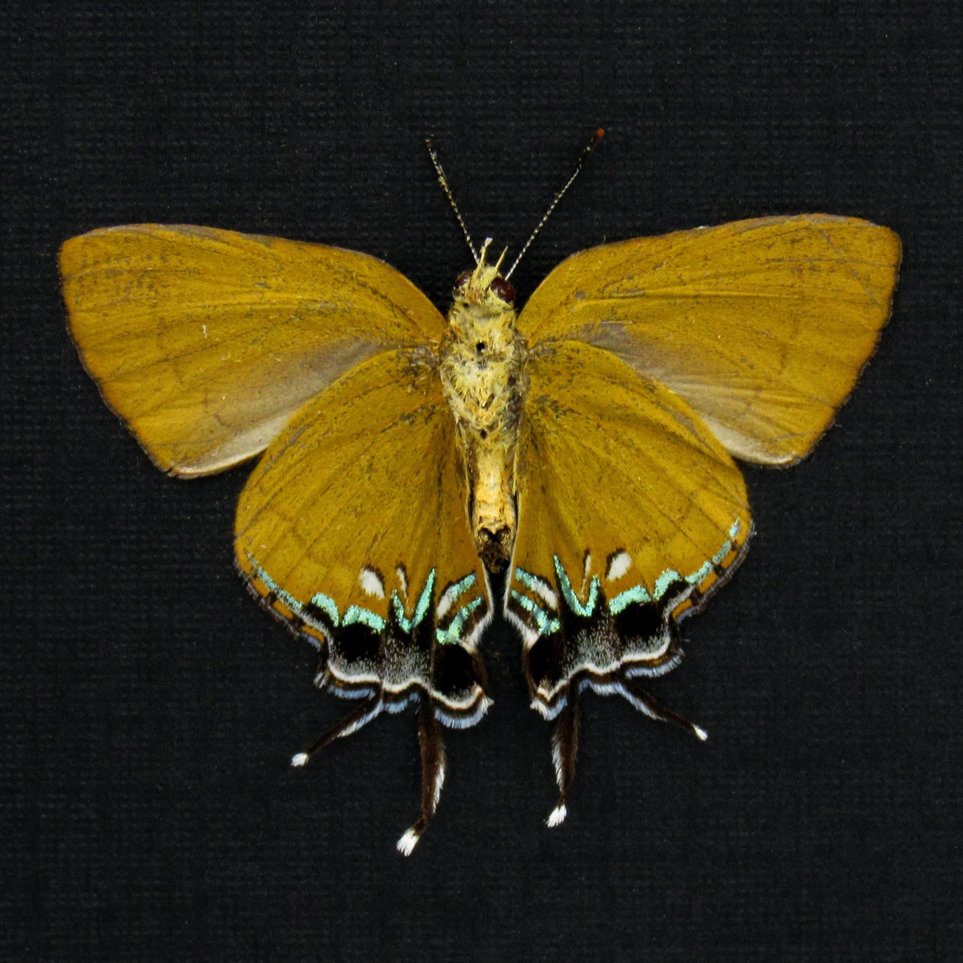Real Chocolate Royal Hairstreak butterfly framed taxidermy - Remelana jangala - Victorian mount
