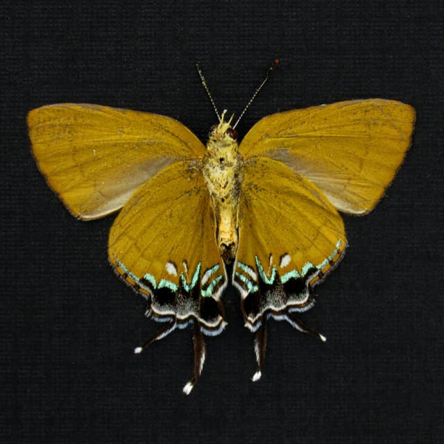 Real Chocolate Royal Hairstreak butterfly framed taxidermy - Remelana jangala - Victorian mount