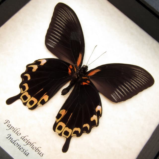 Real giant pink-peach swallowtail butterfly framed taxidermy - Papilio deiphobus