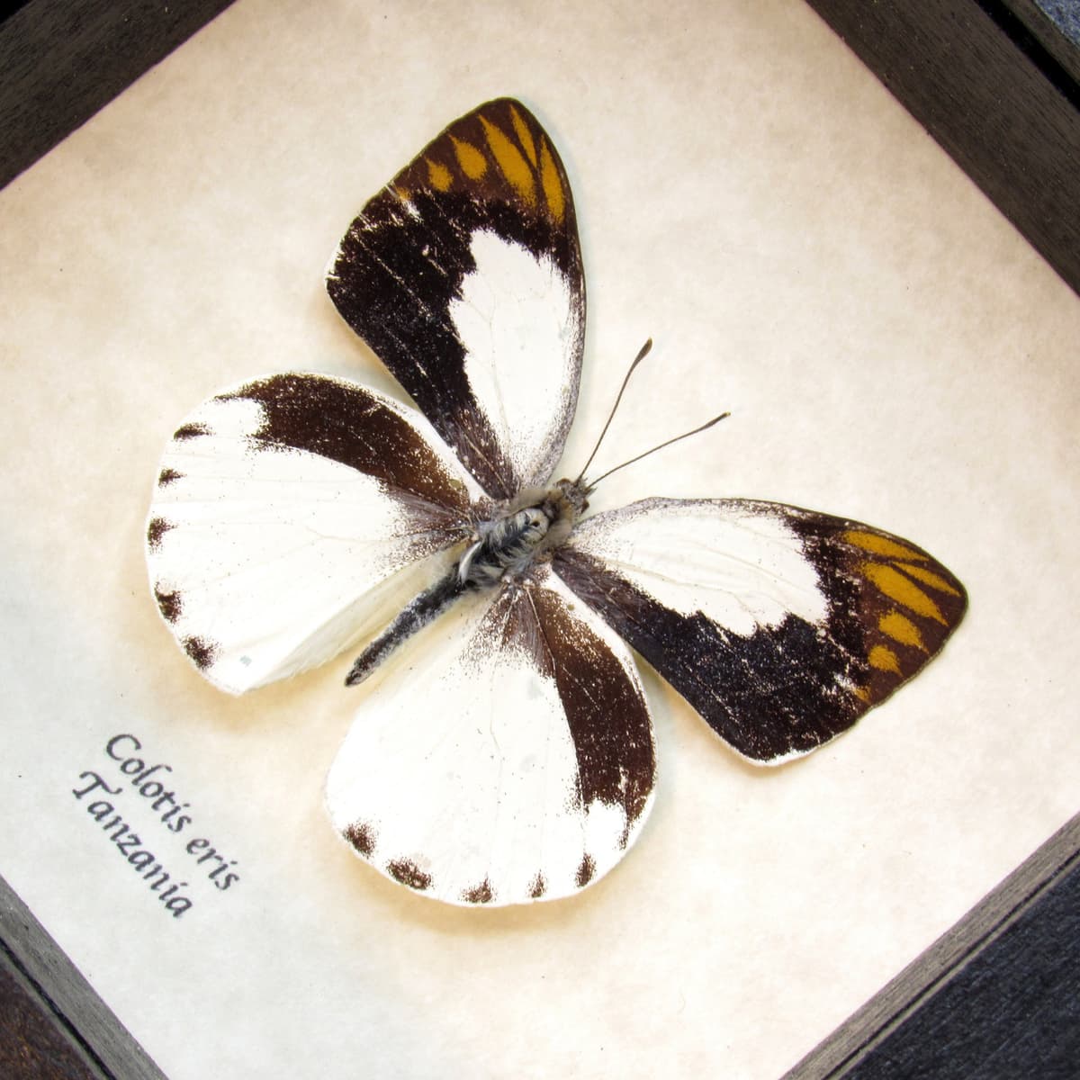 Real Banded Gold Tip butterfly framed taxidermy - Colotis eris