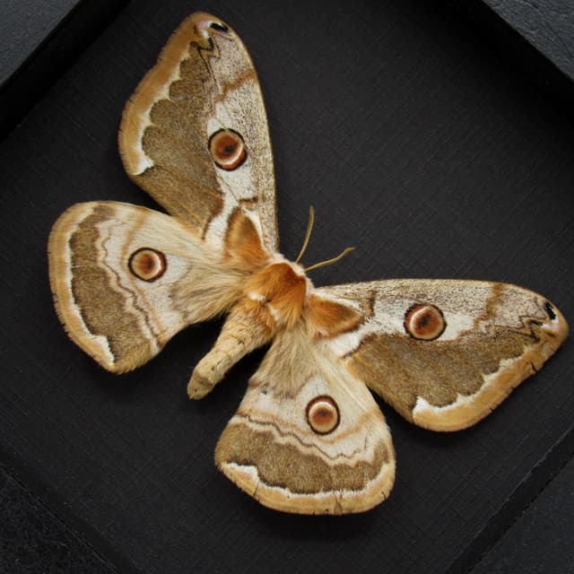 Real Saturn moth framed taxidermy - Caligula boisduvali - female
