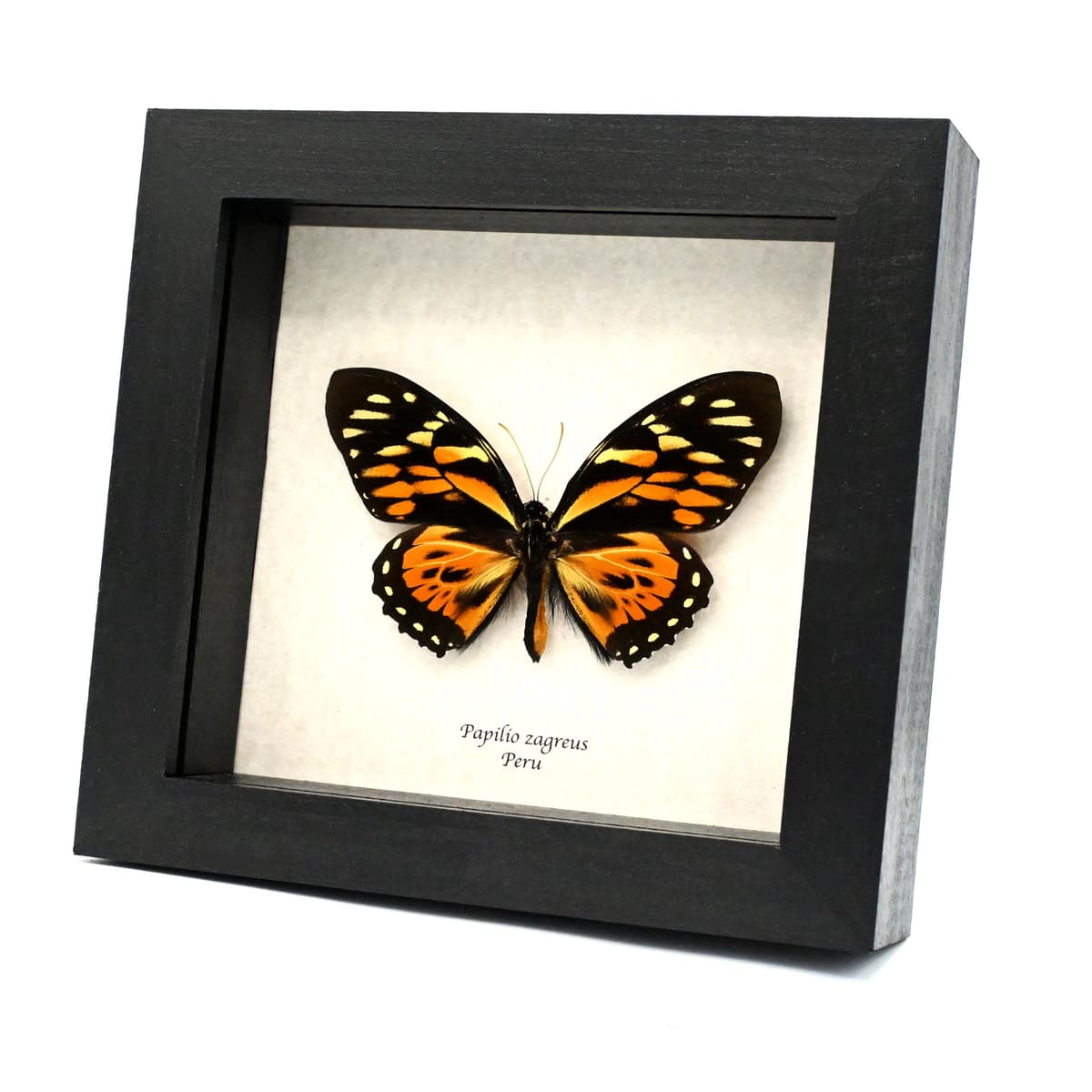 Large real butterfly framed taxidermy - Papilio zagreus