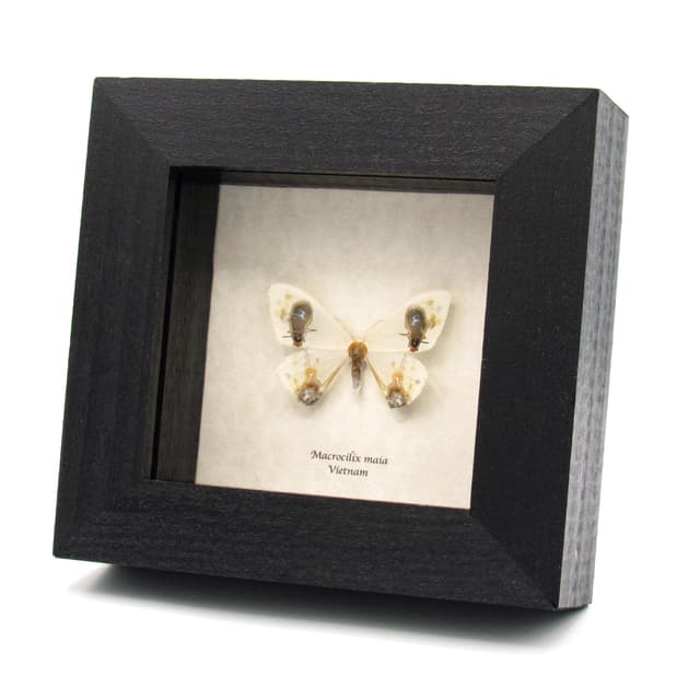 Real bird poop mimicking glitter moth framed taxidermy - Macrocilix maia
