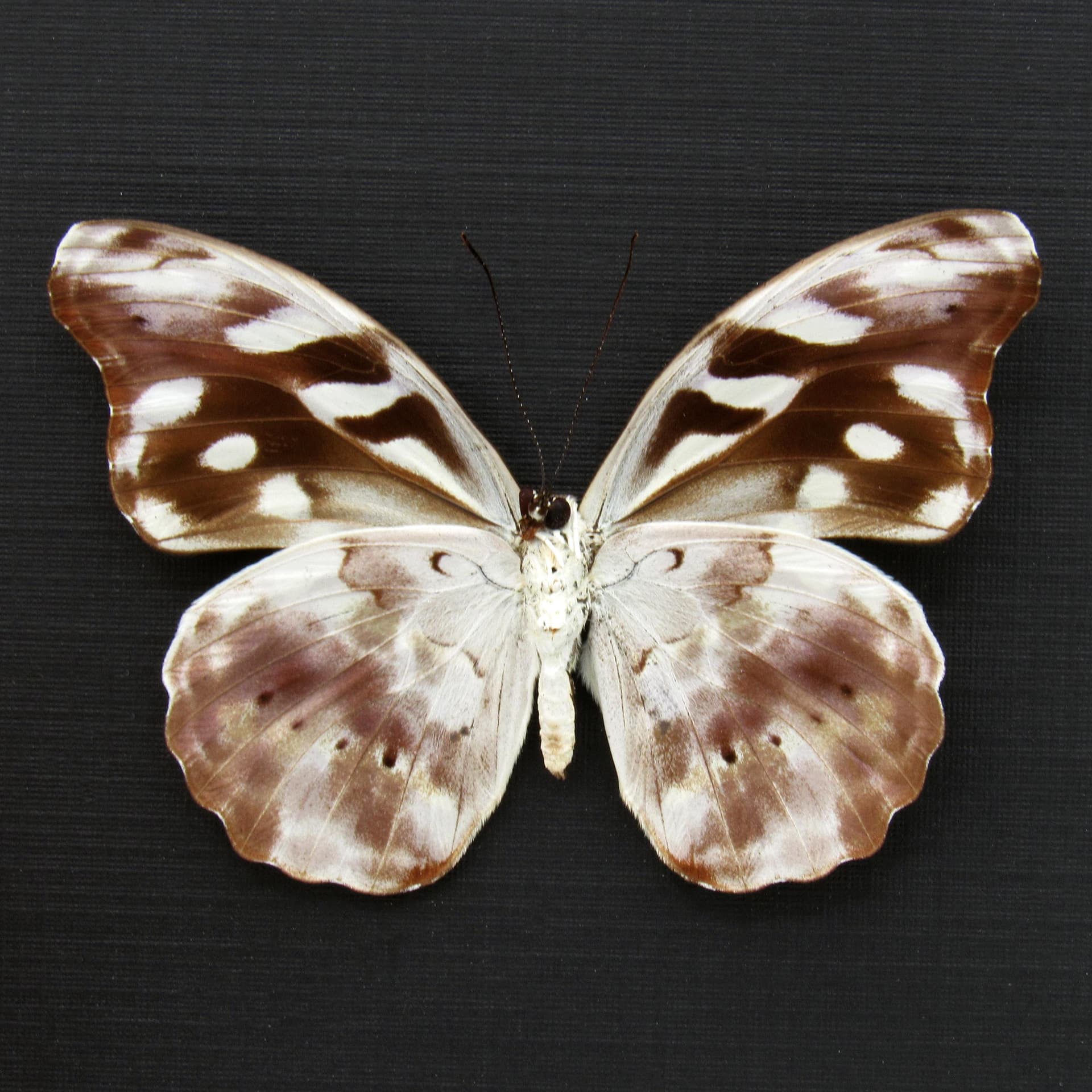 Real butterfly framed specimen - Catonephele acontius - female