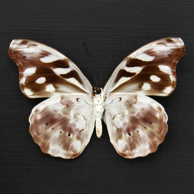 Real butterfly framed specimen - Catonephele acontius - female