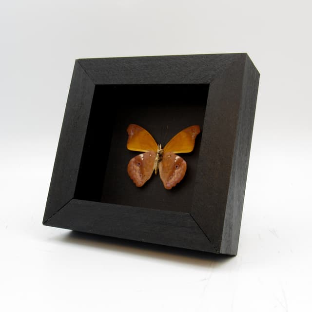 Real Orange Banner butterfly framed taxidermy - Temenis laothoe