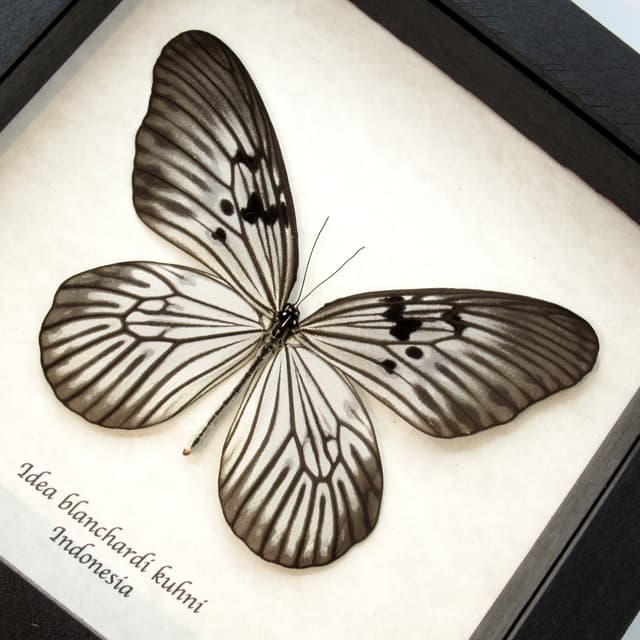 Real large Rice Wing butterfly framed taxidermy - Idea blanchardi kuhni - female