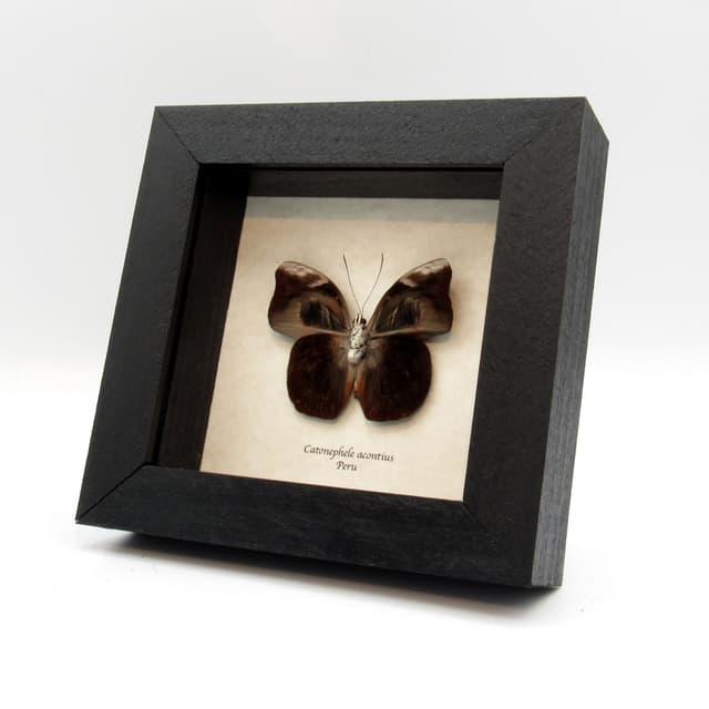 Real hairy eyelash butterfly framed taxidermy - Catonephele acontius