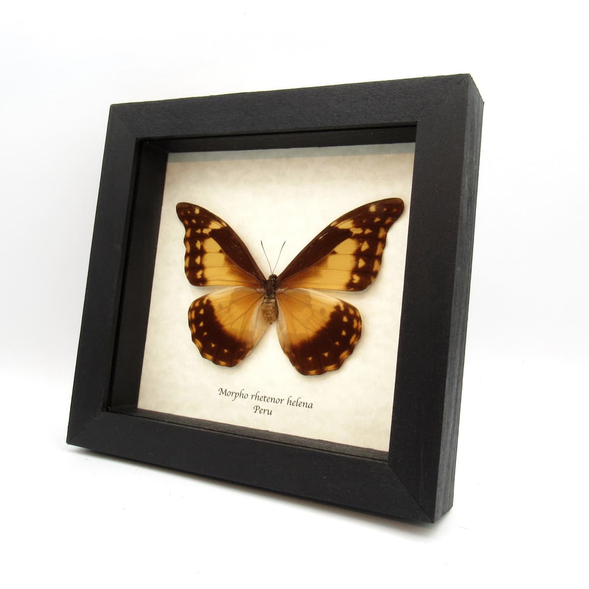 Rare yellow Morpho butterfly framed taxidermy - Morpho rhetenor helena - female