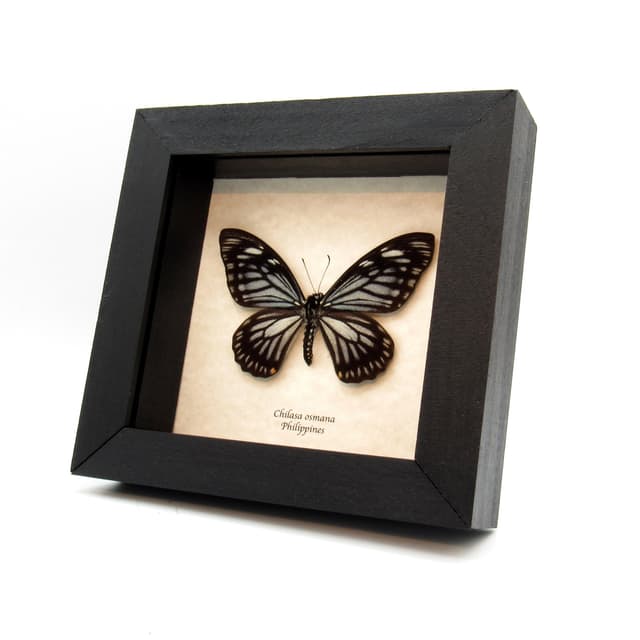 Real Mime butterfly framed taxidermy - Chilasa osmana