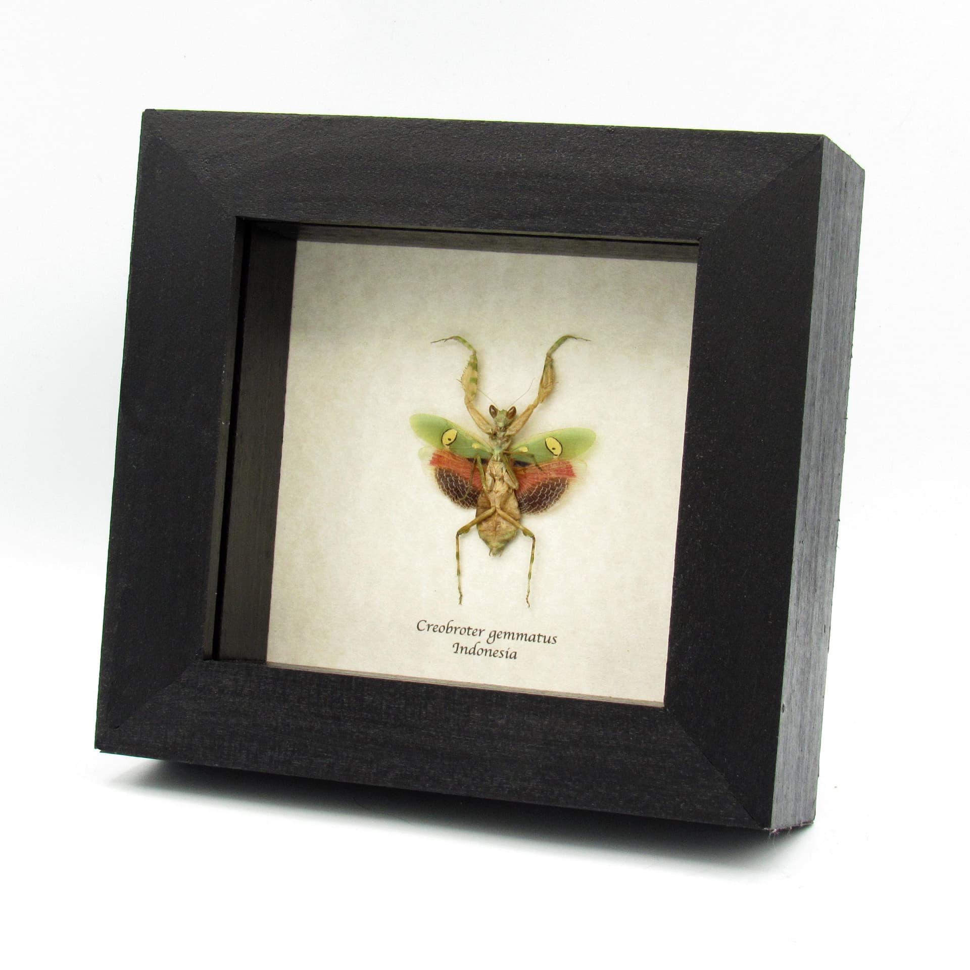 Real Indian Flower Mantis framed taxidermy - Creobroter gemmatus - female