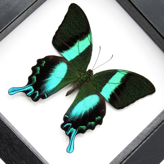Real Peacock Swallowtail butterfly framed taxidermy - Papilio blumei
