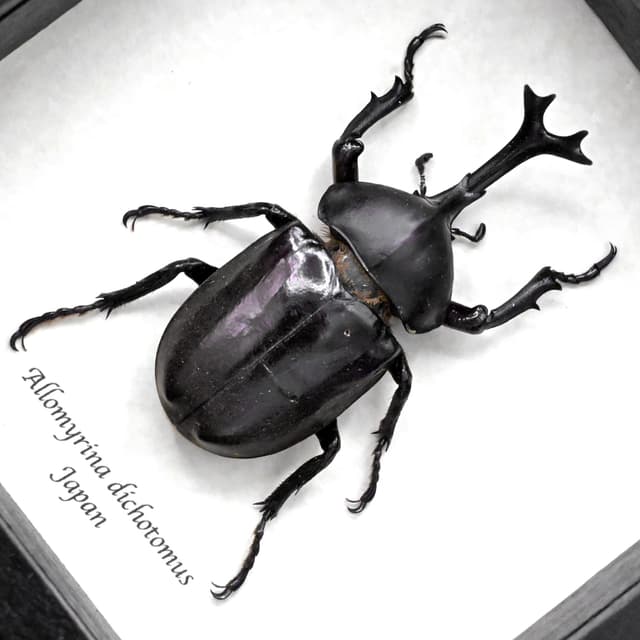 Real Japanese Rhinoceros beetle framed taxidermy - Allomyrina dichotomus