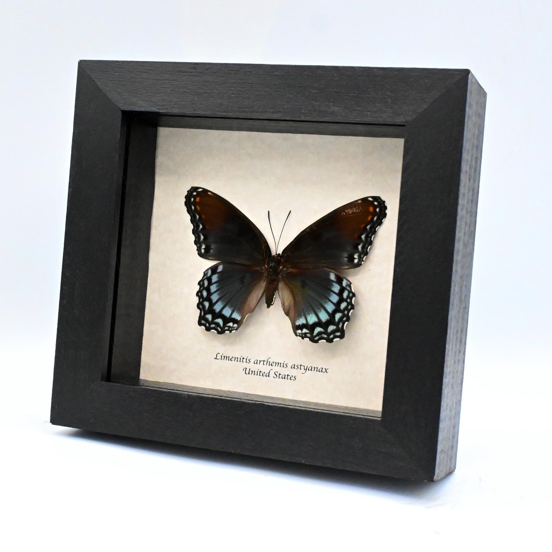 Large female "Red-spotted Purple" butterfly framed taxidermy - Limenitis arthemis astyanax