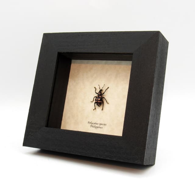 WEEVIL MANIA - Rare pink beetle framed taxidermy - Polycatus species