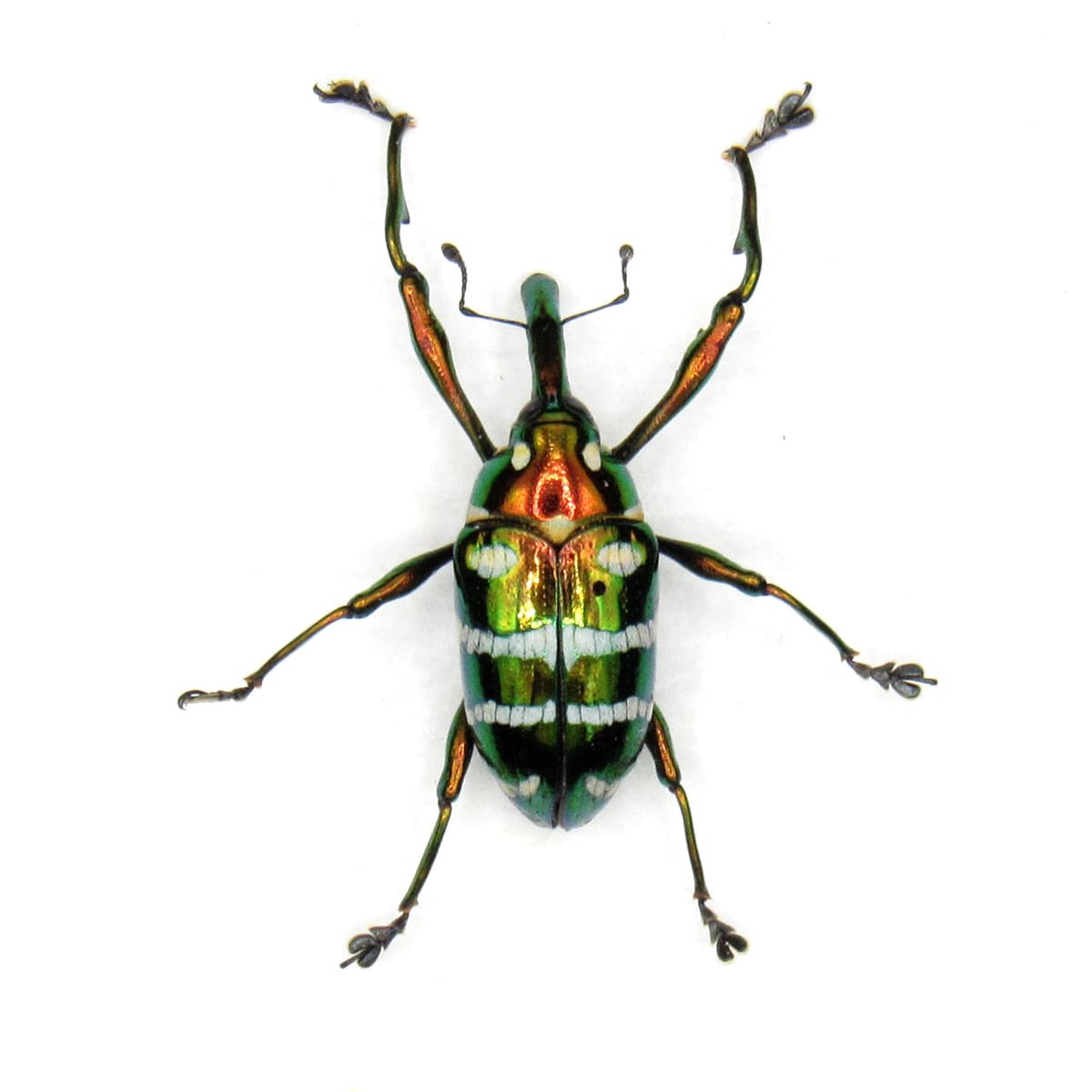 Real long snout weevil beetle framed specimen - Alcidodes aeratus