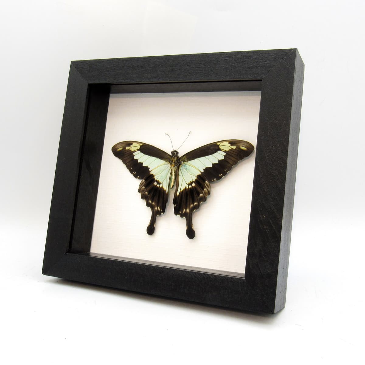 Real pale green butterfly framed taxidermy - Papilio phorcas - Victorian mount