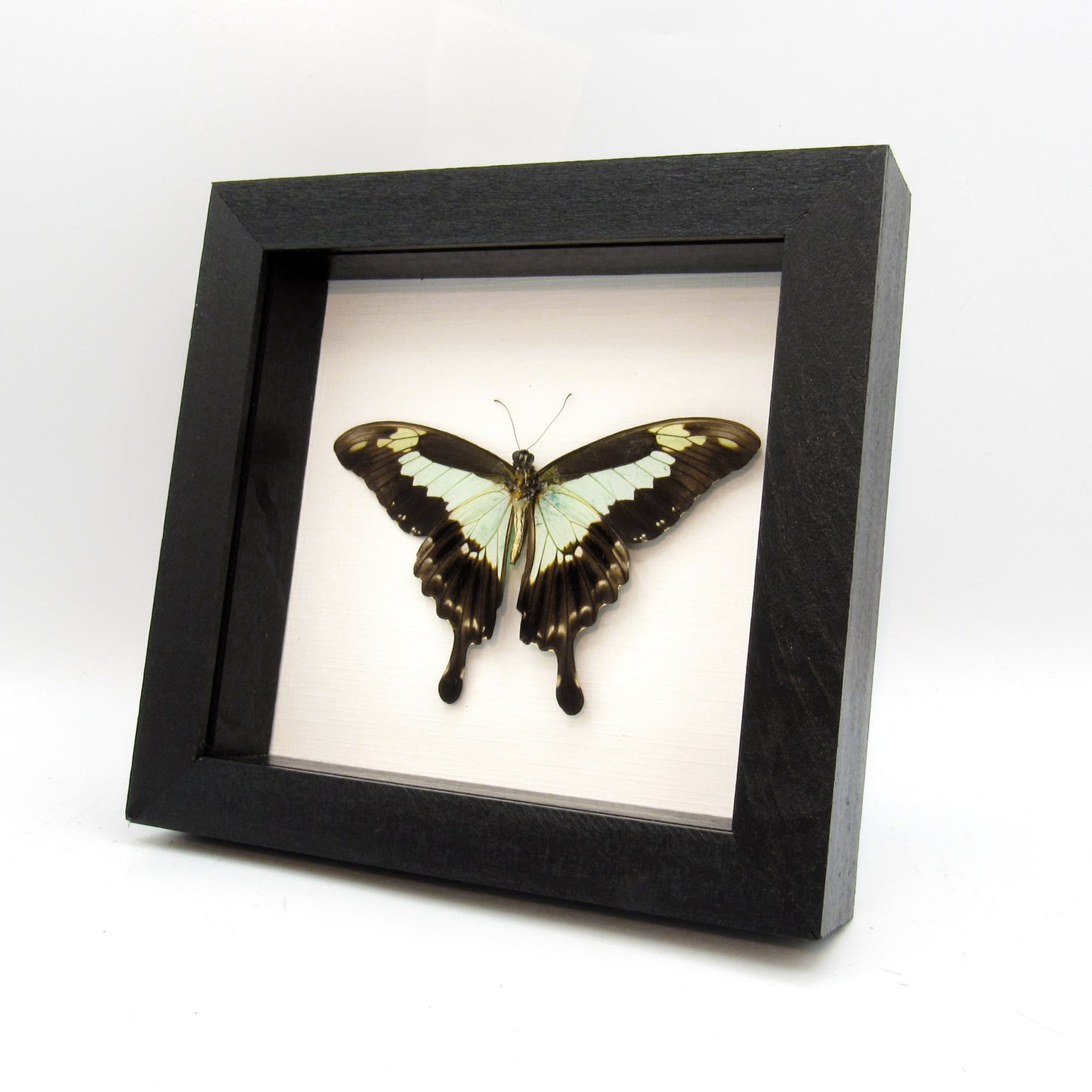 Real pale green butterfly framed taxidermy - Papilio phorcas - Victorian mount