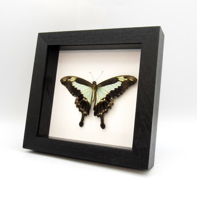 Real pale green butterfly framed taxidermy - Papilio phorcas - Victorian mount
