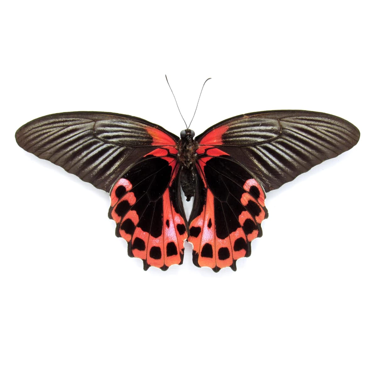 Large Scarlet Mormon red Swallowtail butterfly framed - Papilio rumanzovia - Victorian mount