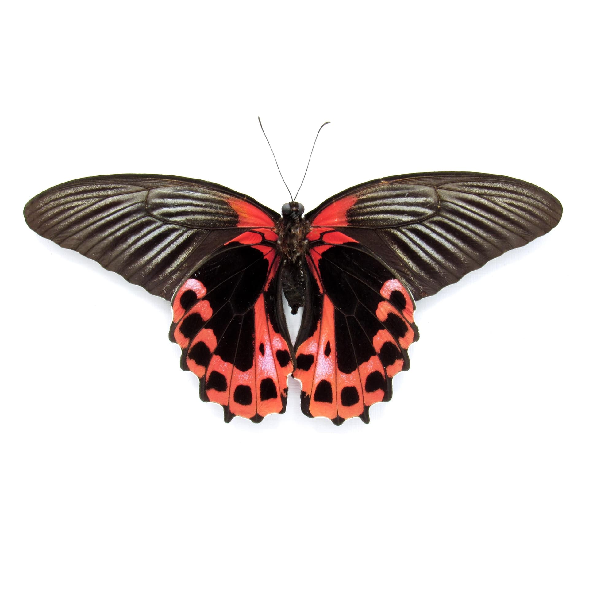 Large Scarlet Mormon red Swallowtail butterfly framed - Papilio rumanzovia - Victorian mount