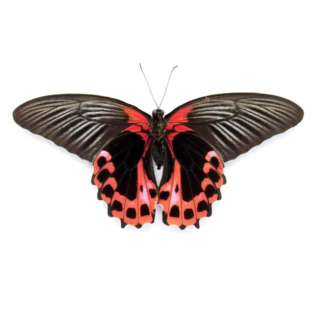 Large Scarlet Mormon red Swallowtail butterfly framed - Papilio rumanzovia - Victorian mount
