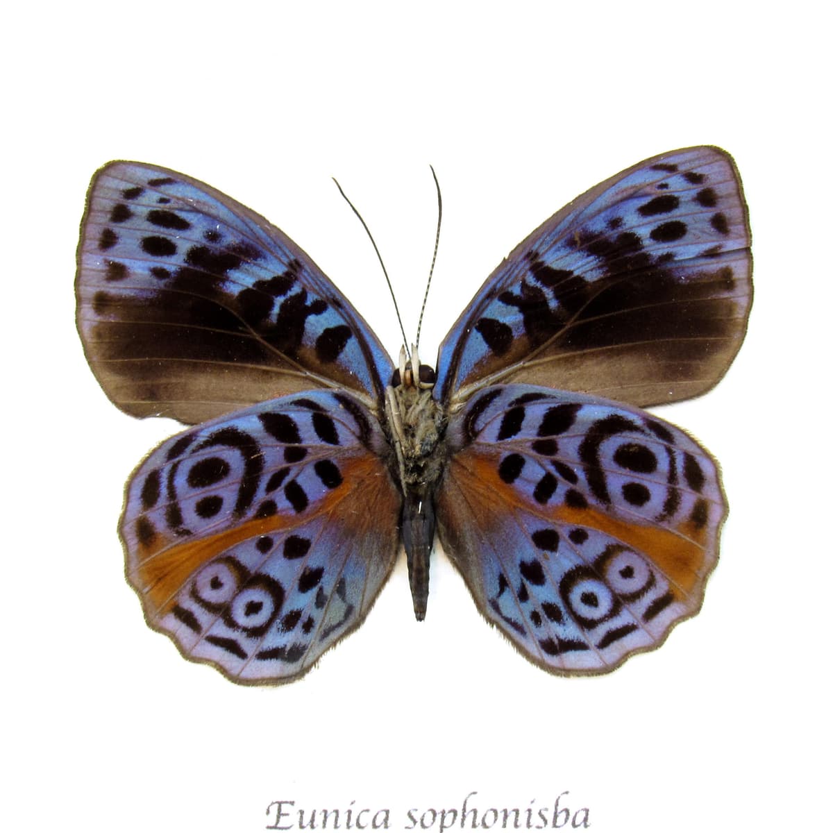 Real Glorious Purplewing butterfly framed - Eunica sophonisba