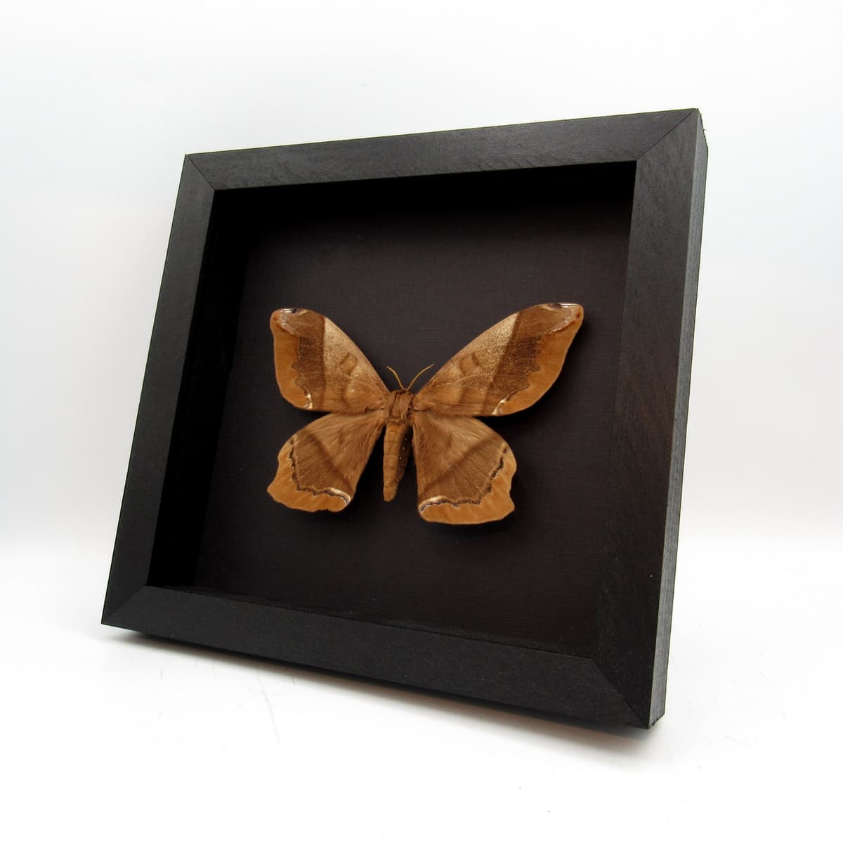 Real XL Saturn moth framed taxidermy - Arsenura armida - large female