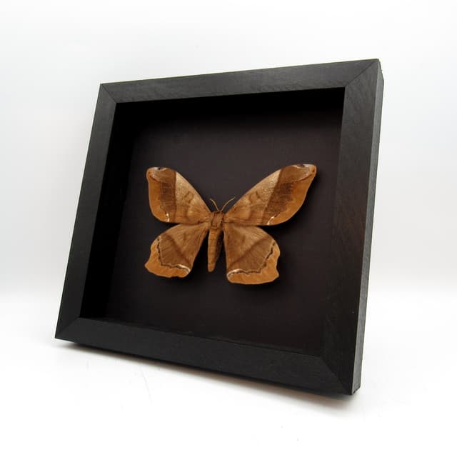 Real XL Saturn moth framed taxidermy - Arsenura armida - large female