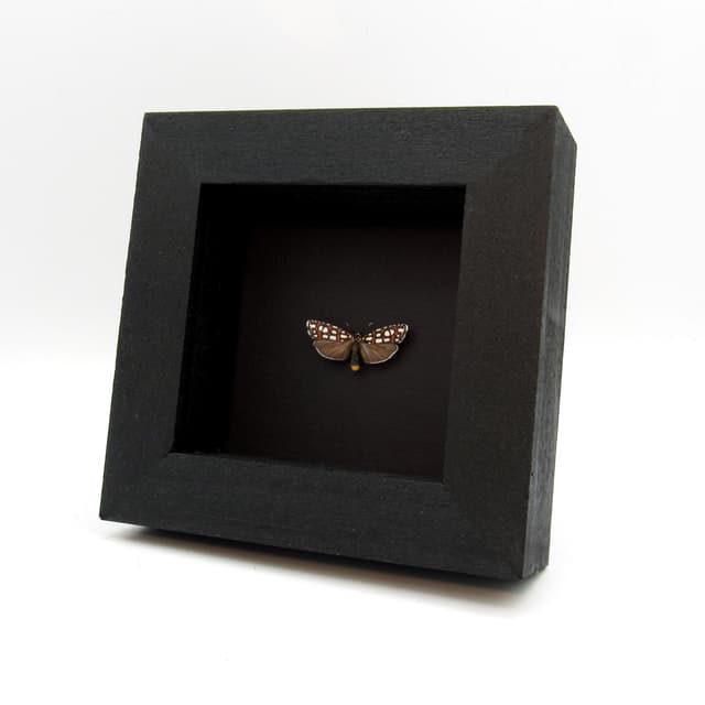 Real tiny Regal Cydosia moth framed taxidermy - Cydosia nobilitella