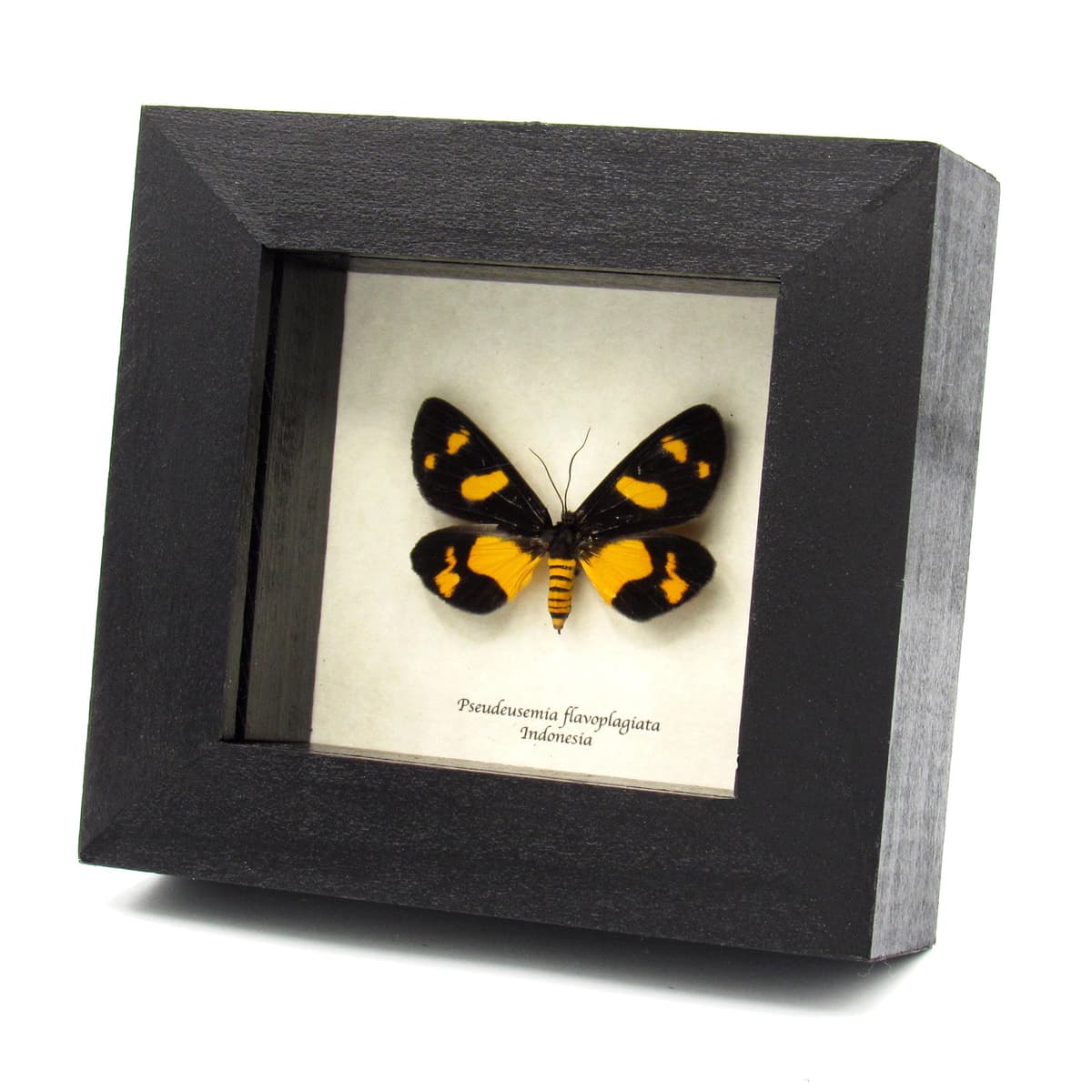 Rare yellow Tiger moth framed taxidermy - Pseudeusemia flavoplagiata