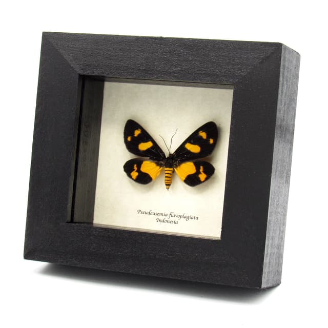 Rare yellow Tiger moth framed taxidermy - Pseudeusemia flavoplagiata