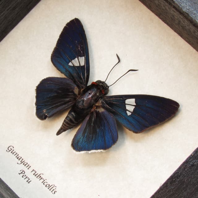 Rare Red-collared Skipper framed taxidermy - Ganayan rubricollis