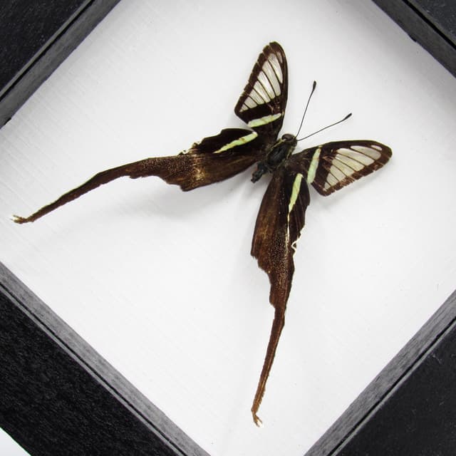 Real Green Dragontail butterfly framed taxidermy - Lamproptera meges