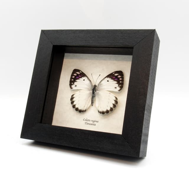 Real Purple Tip butterfly framed taxidermy - Colotis regina - female