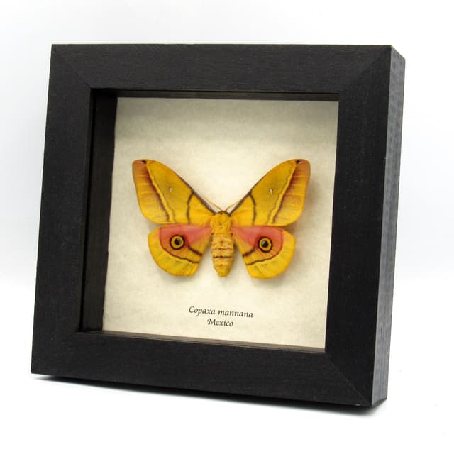 Rare yellow Mexican Silk moth framed taxidermy - Copaxa mannana - female