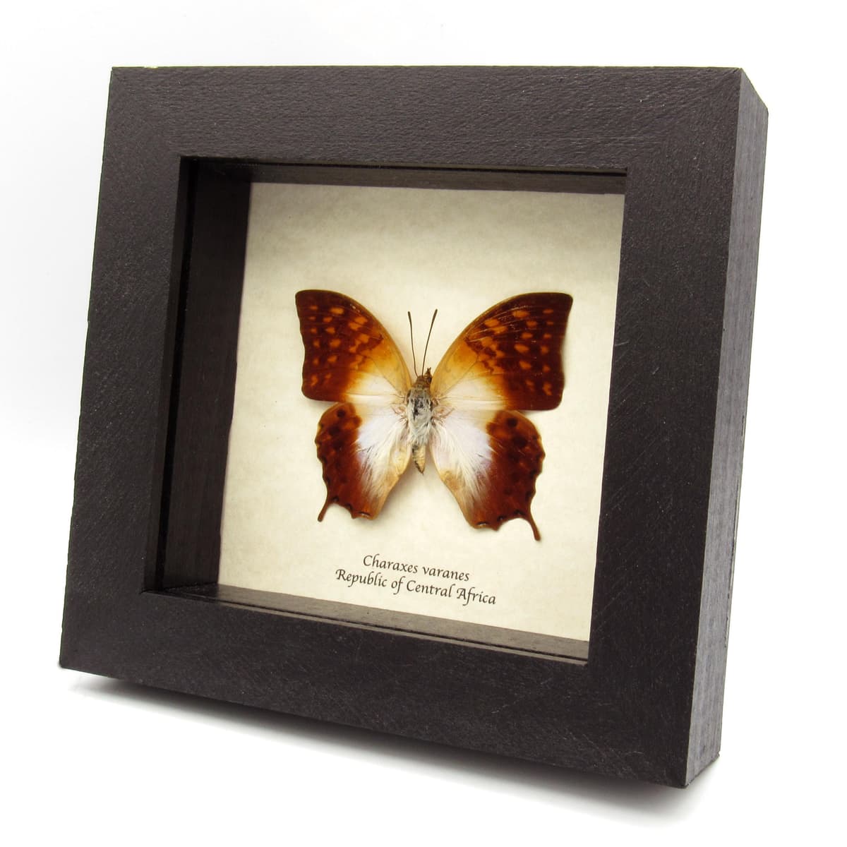 Real sunrise butterfly framed taxidermy - Charaxes varanes